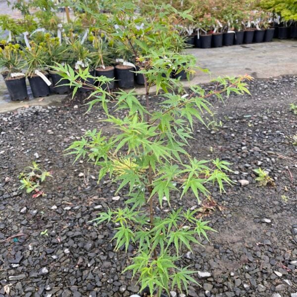 Acer palmatum 'Hubble Super Cork'  Pinebark Japanese Maple