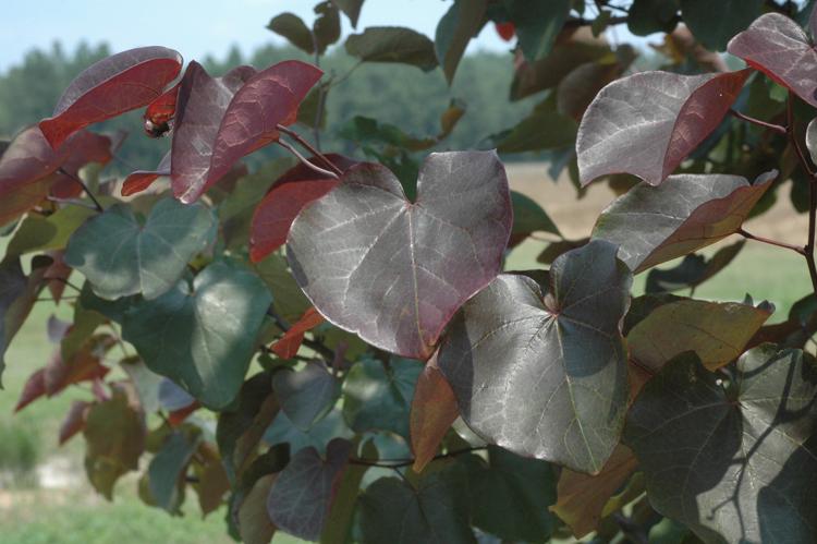 merlot redbud tree