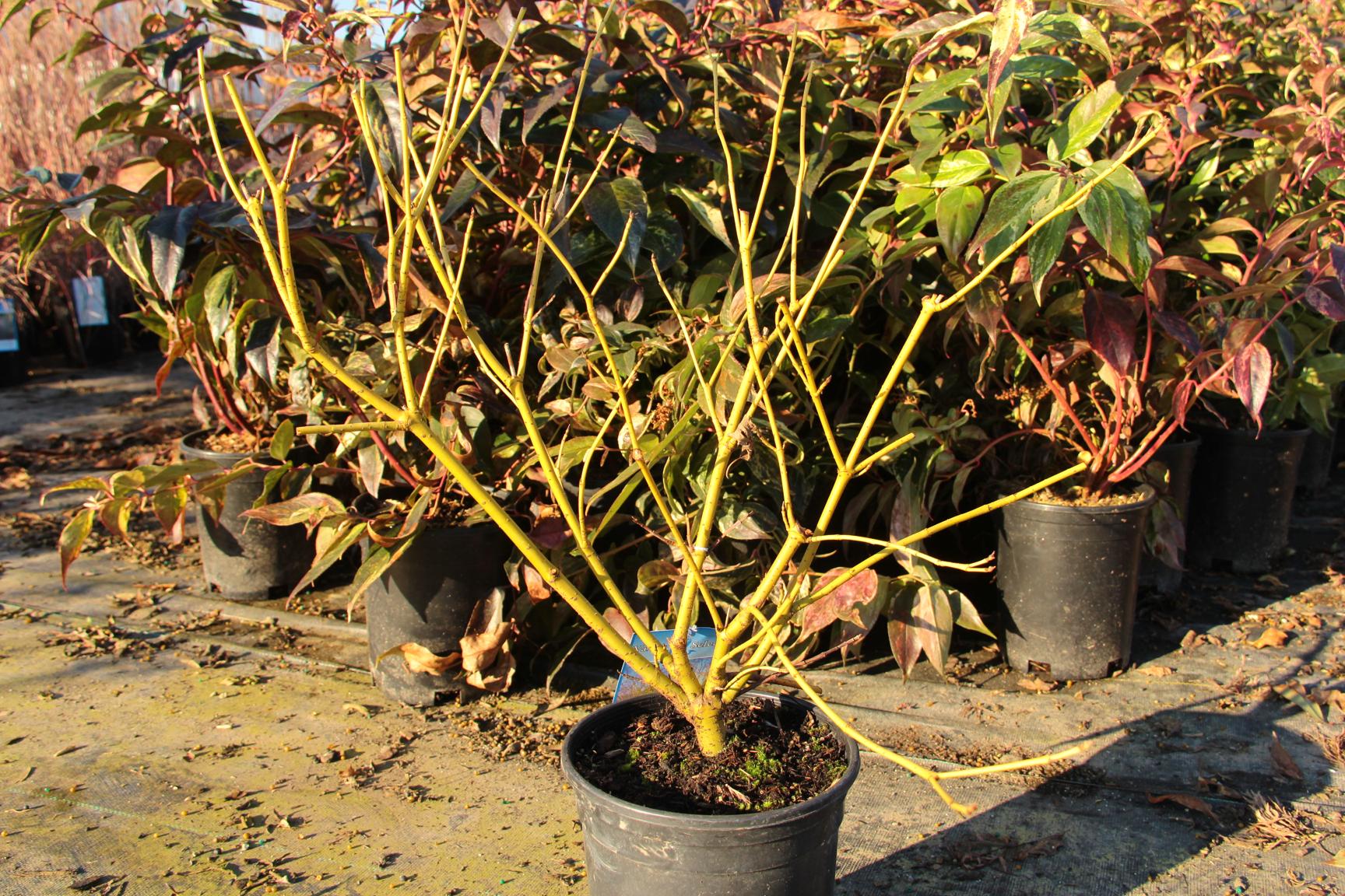 Bud's Yellow Dogwood