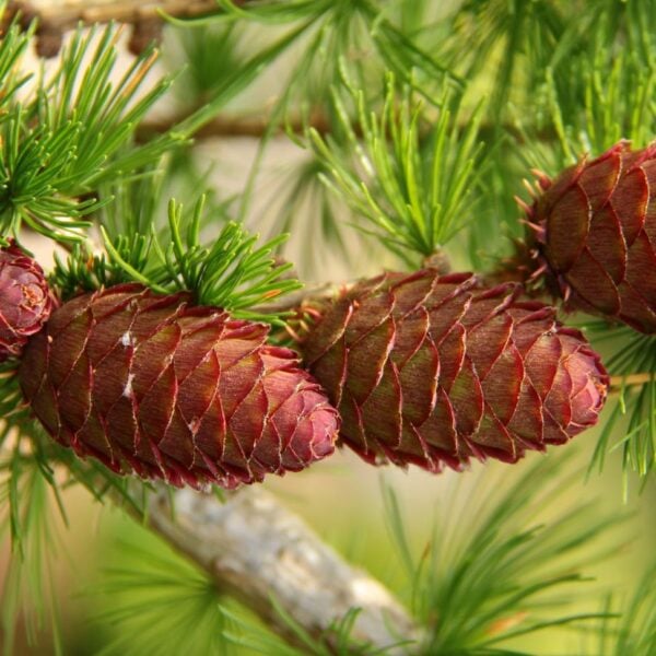 varied directions larch