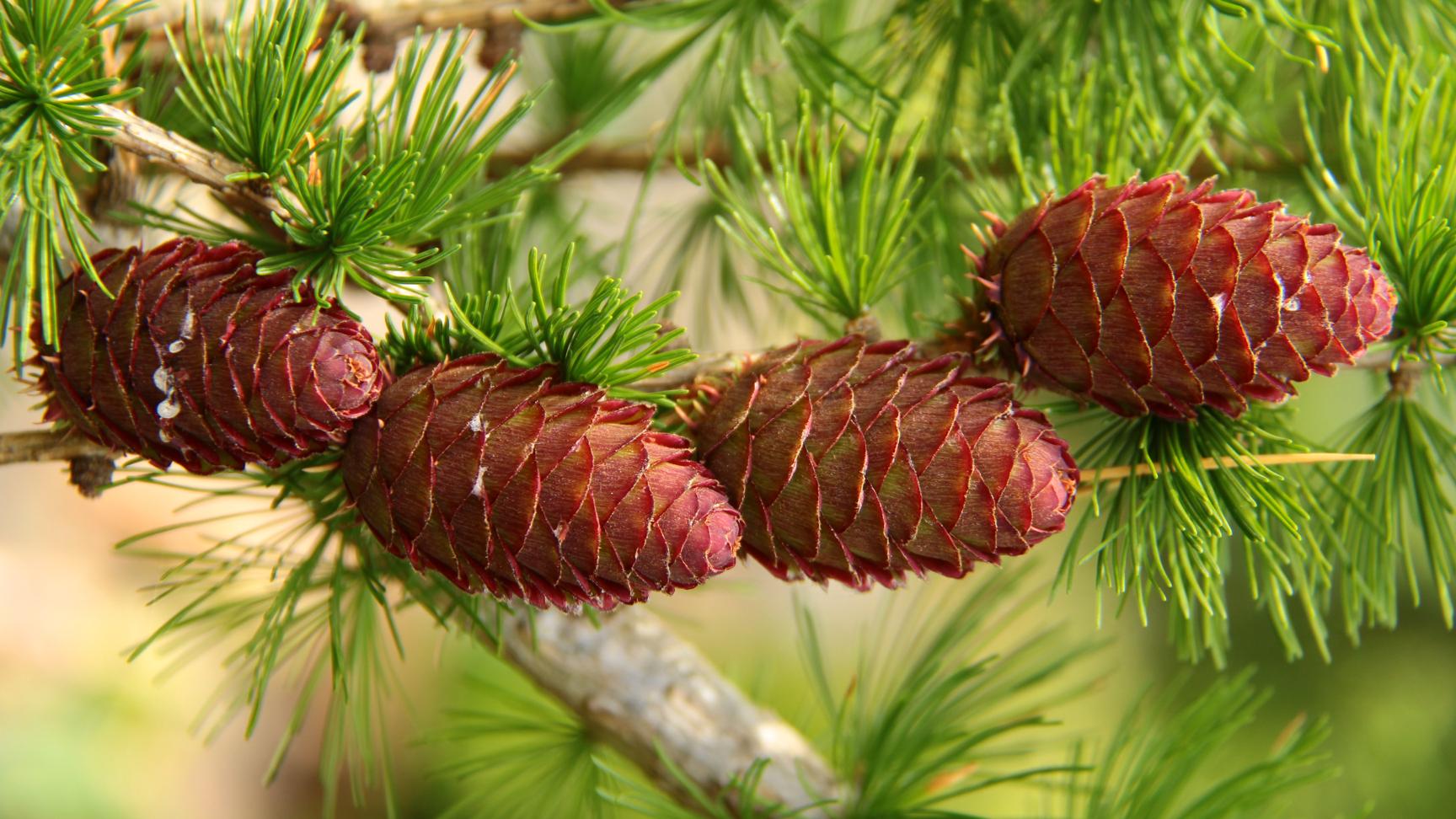 varied directions larch