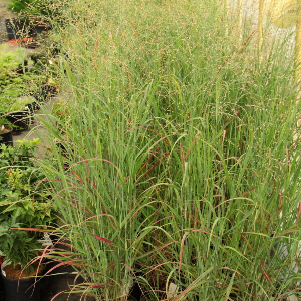 Panicum virgatum 'Ruby Ribbons' PP#17,944  Prairie Switchgrass