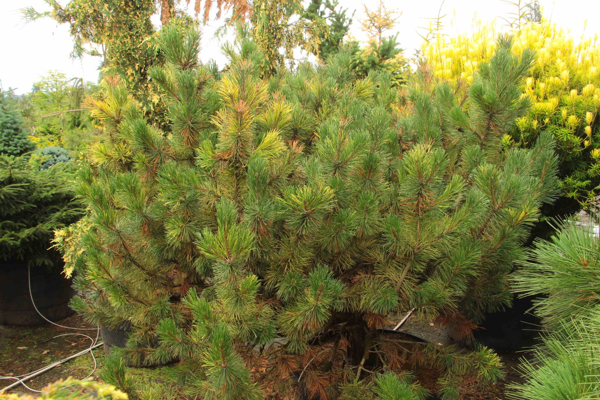 Buy Pinus mugo 'Yellow Marble' Specimen 1966 Conifer Kingdom