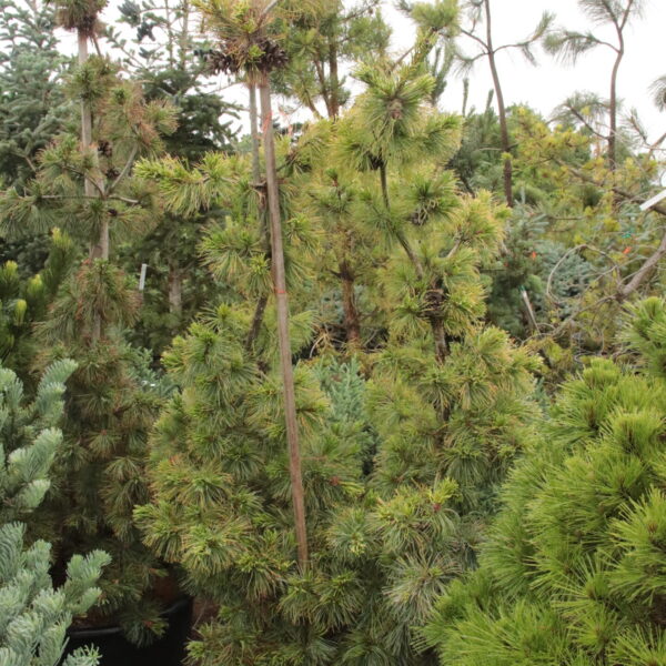 Pinus parviflora 'Blue Wave' ('Iseli Select') Specimen 2080