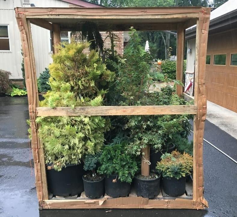 A pallet containing a specimen and several smaller plants unwrapped after delivery to a customer
