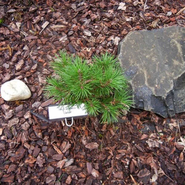 Pinus uncinata 'Caesar' Mountain Pine