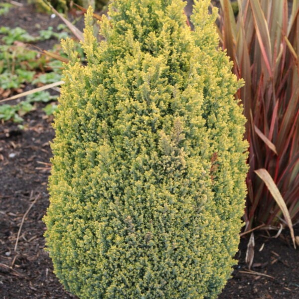 Chamaecyparis lawsoniana 'Spring Cream' Lawson Cypress