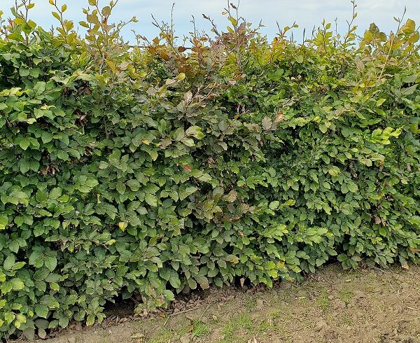 Fagus sylvatica Mixed European Beech Mixed Green and Purple InstantHedge 10 linear feet