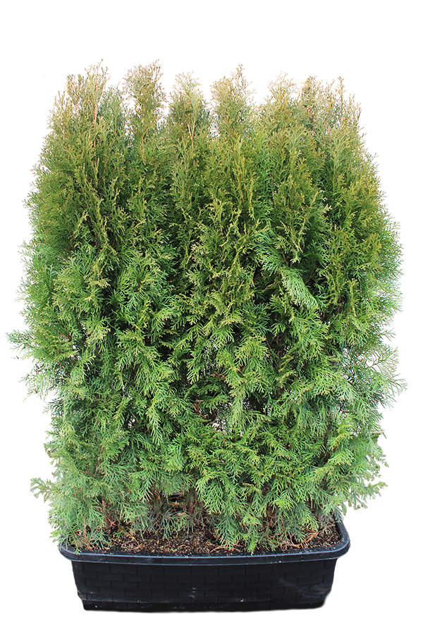 Emerald Green Arborvitae MiniHedgeXL