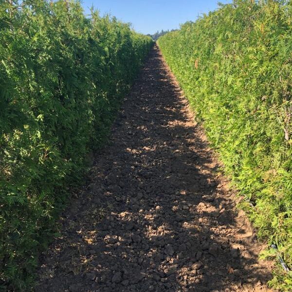 American Arborvitae InstantHedge 10 linear feet