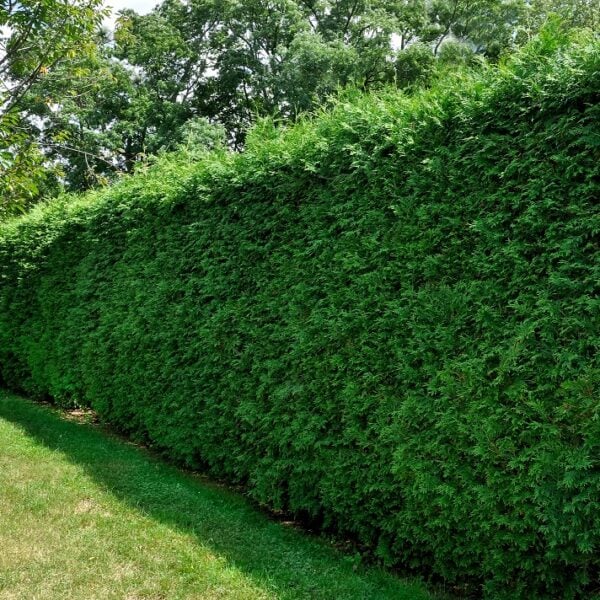 Thuja occidentalis American Arborvitae  InstantHedge 10 linear feet