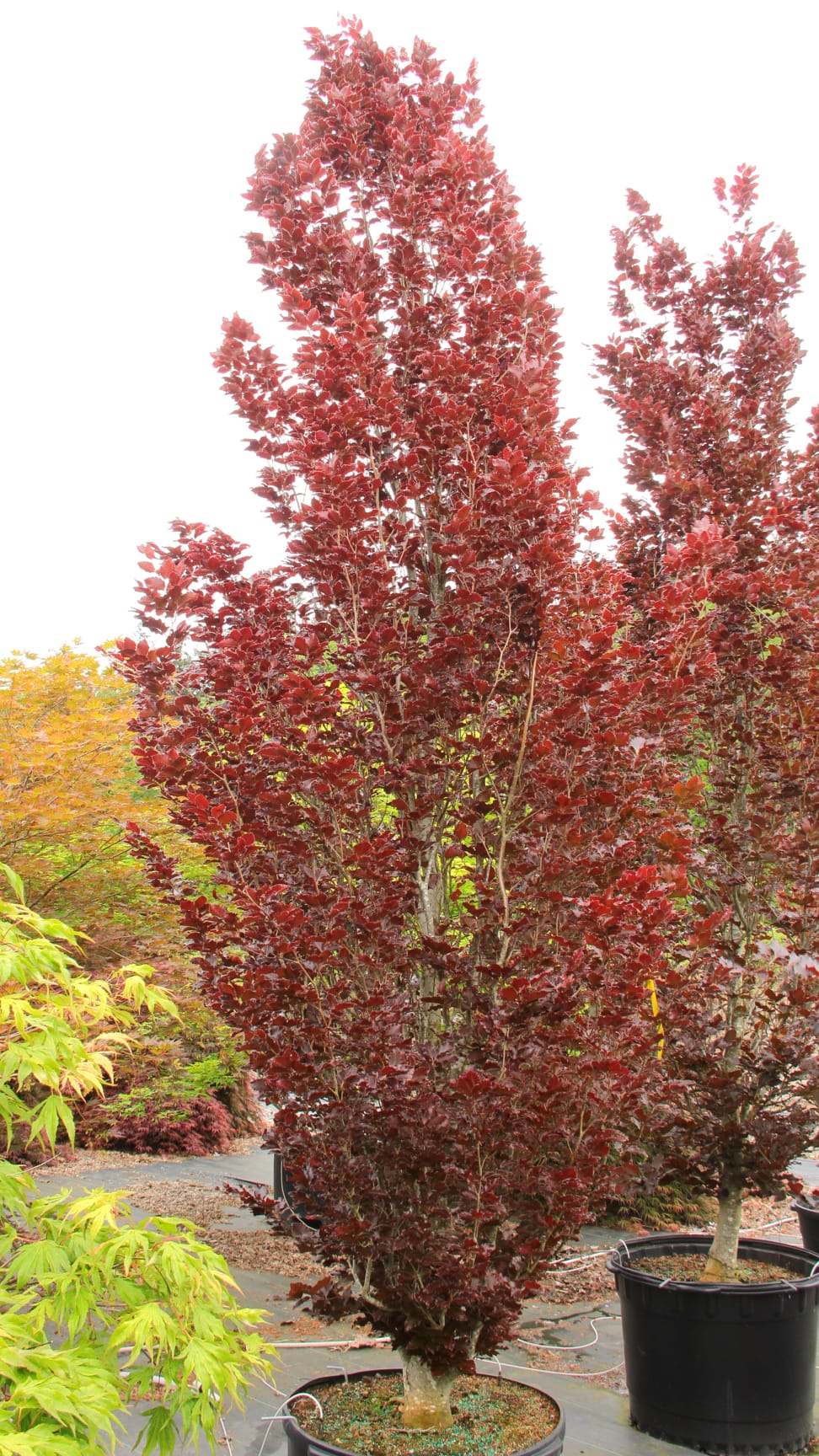 Fagus sylvatica Obelisk European Beech | Kingdom