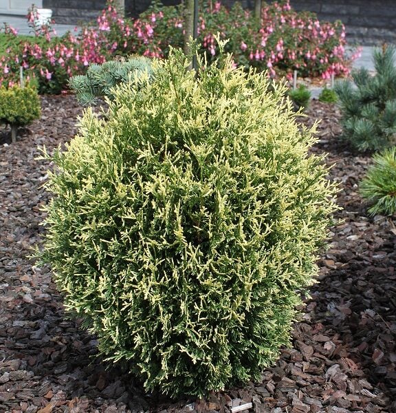 Thuja occidentalis 'Picadilly' Eastern Arborvitae