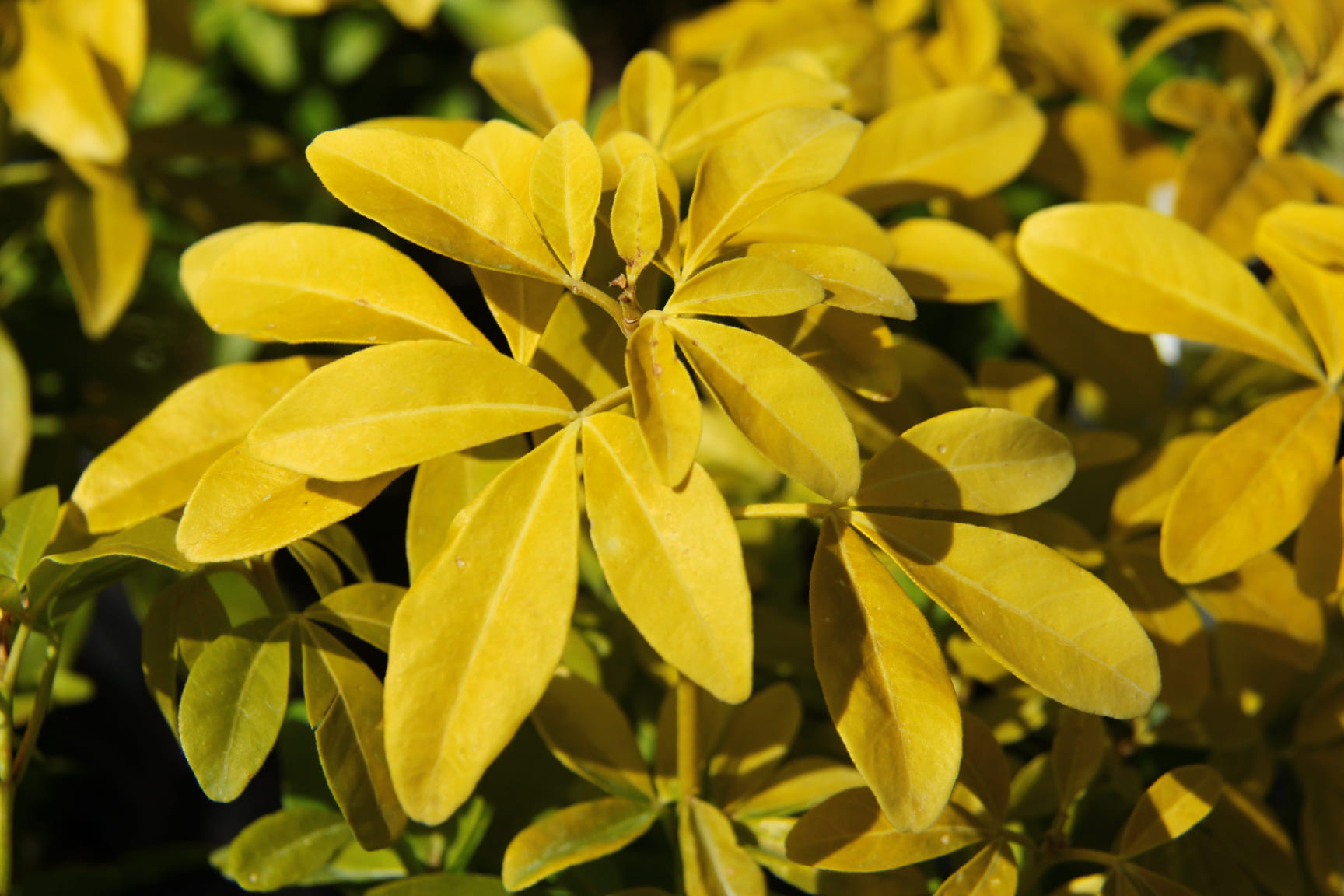 Mexican Orange Blossom