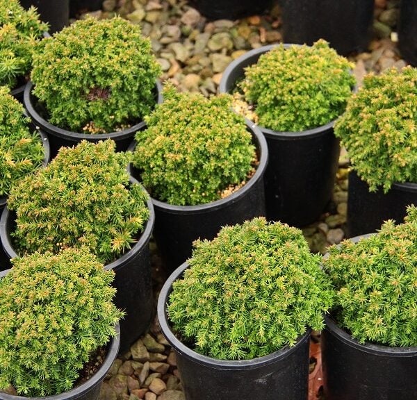 Cryptomeria japonica 'Tenzan' Japanese Cedar
