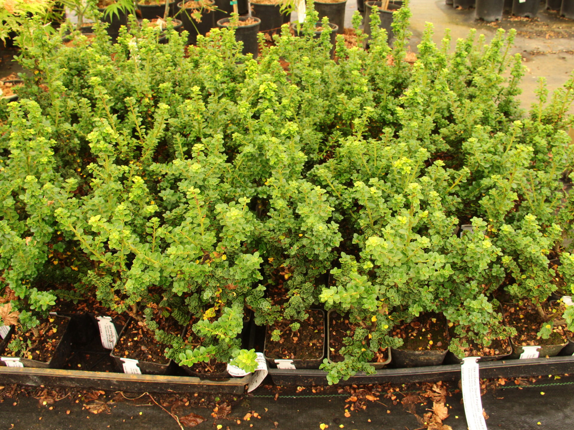 Ilex crenata 'Dwarf Pagoda' - Compact Evergreen for Gardens