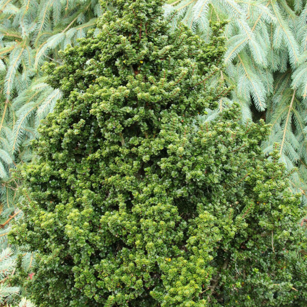 Ilex crenata 'Dwarf Pagoda' Japanese Holly