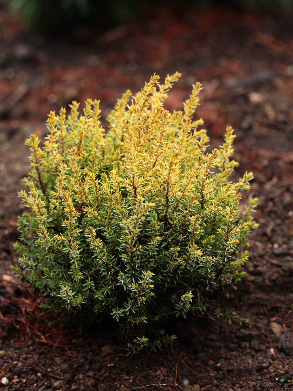 Juniperus communis 'Swanborough Gold'