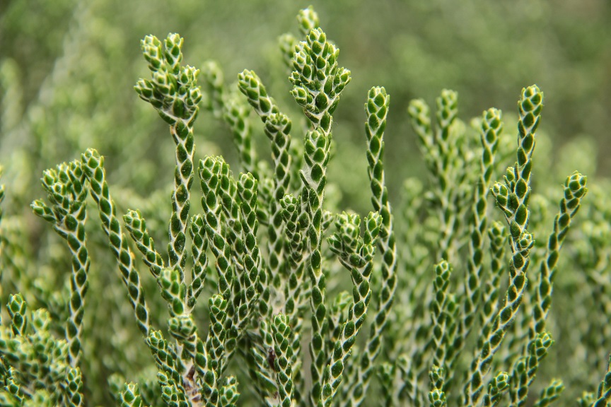 Ozothamnus coralloides