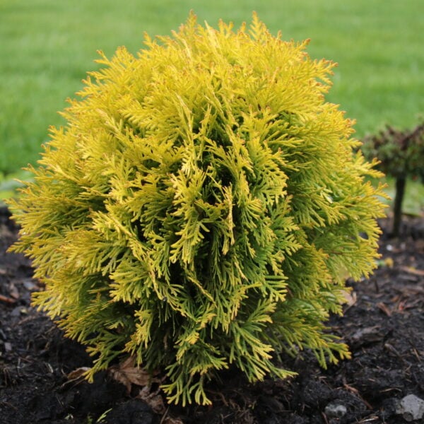 Thuja occidentalis 'Harvest Moon' Eastern Arborvitae