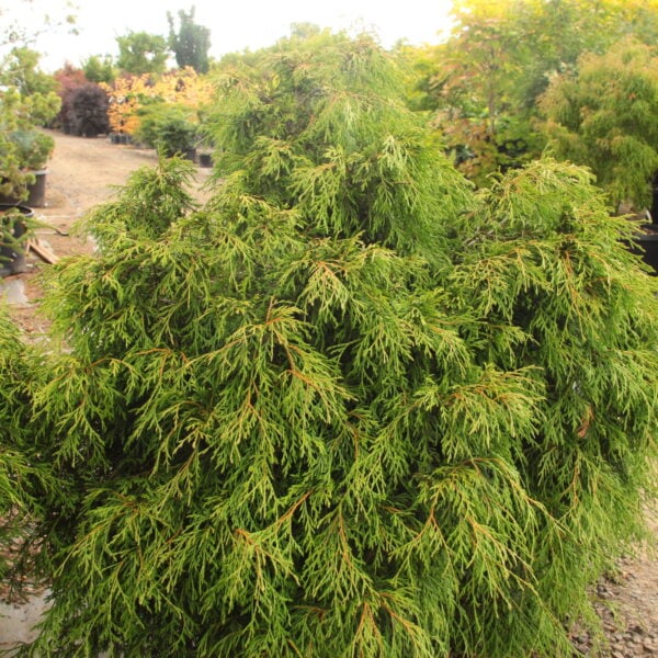 Thuja plicata 'Kager's Beauty' Western Red Cedar