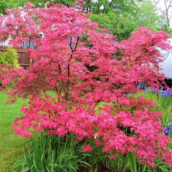 Acer palmatum 'Gwen's Rose Delight' ('Shirazz')  Japanese Maple