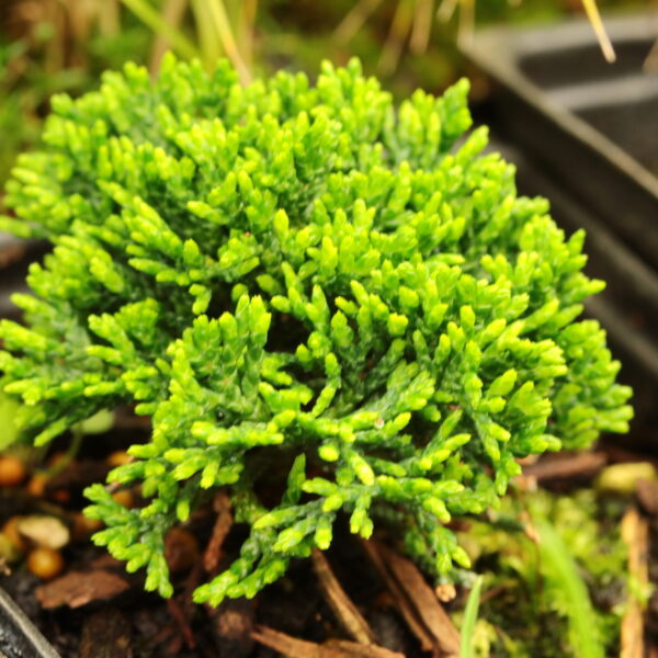 Chamaecyparis obtusa 'Elf'  Hinoki Cypress 