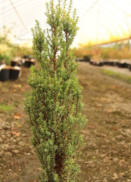 Juniperus communis 'Miniature  Common Juniper