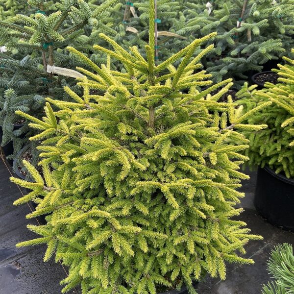 Picea orientalis 'Lil Sky'