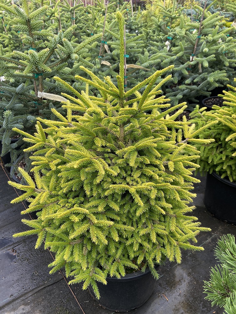 Picea orientalis 'Lil Sky'