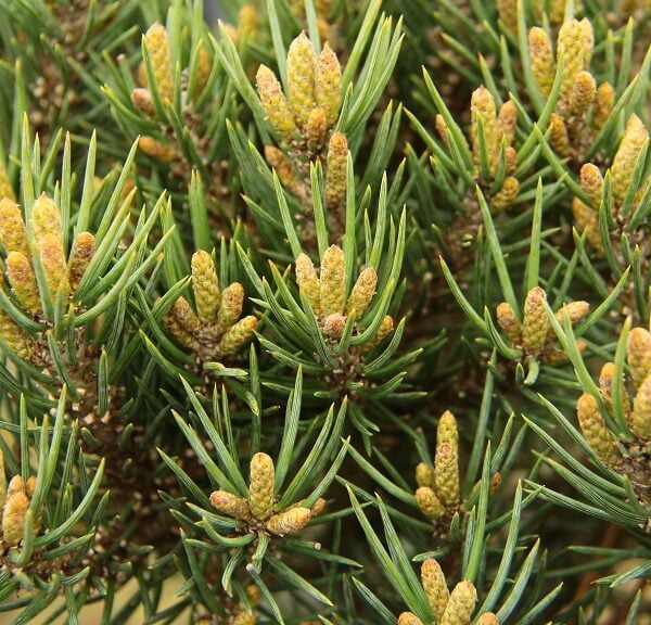 Pinus monophylla 'Tiny Taylor' Single-Needle Pinyon