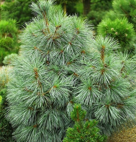 pinus monticola snow white