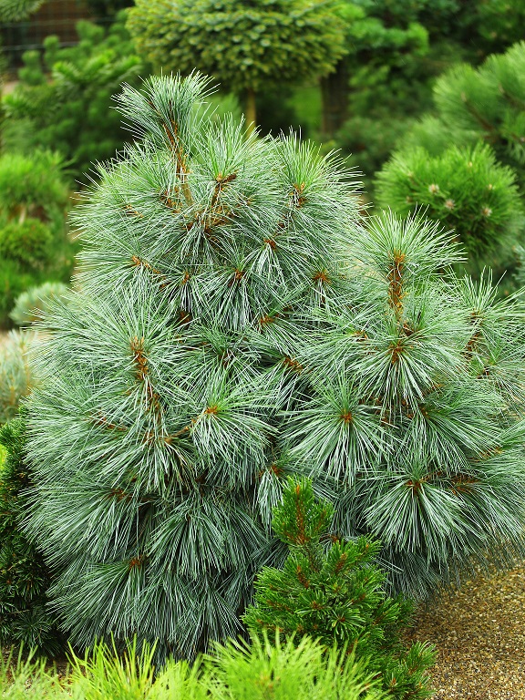 pinus monticola snow white