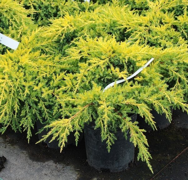 Juniperus chinensis 'Gold Star'  Chinese Juniper