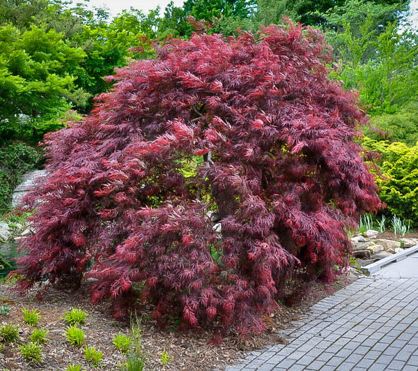 Acer palmatum 'Inaba shidare'