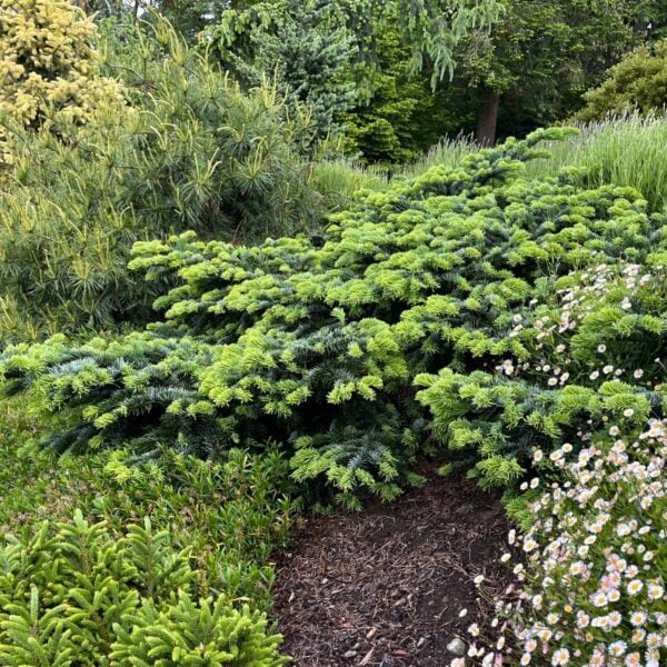 Abies amabilis 'Spreading Star' Pacific Silver Fir