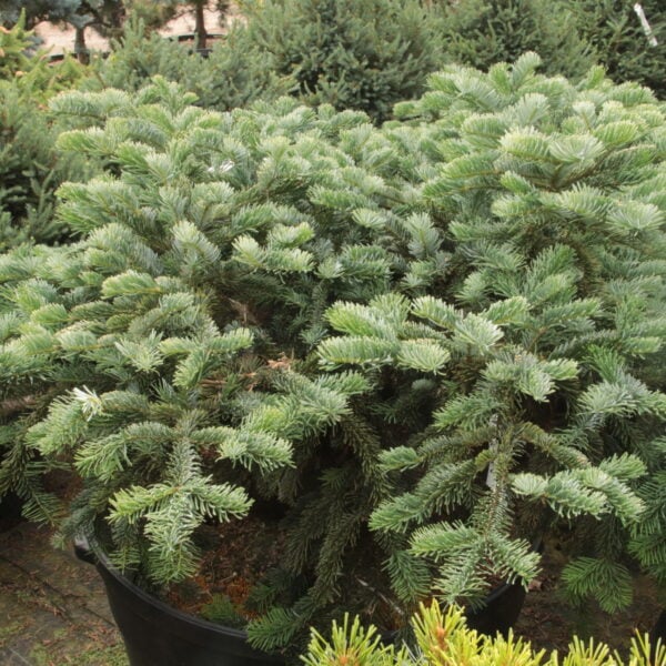 Abies amabilis 'Spreading Star' Specimen 2306