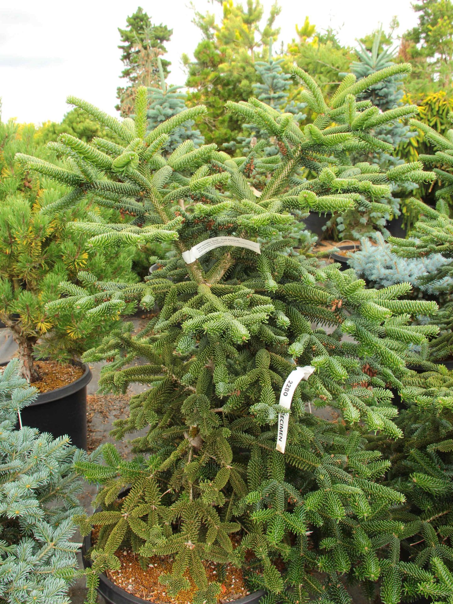 'Drath' Specimen 2280 Conifer Kingdom