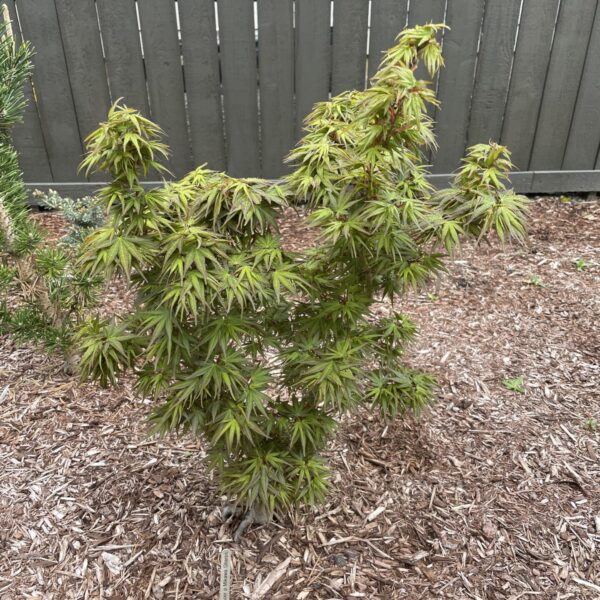 Acer palmatum 'Sharp's x Mikawa'  Japanese Maple