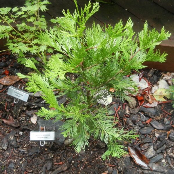 Calocedrus decurrens 'Maupin Glow' Incense Cedar