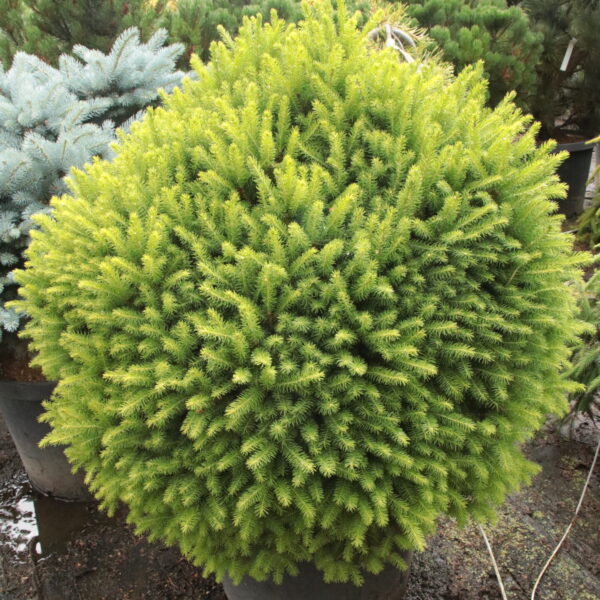 Picea abies 'Goblin' Specimen 2265