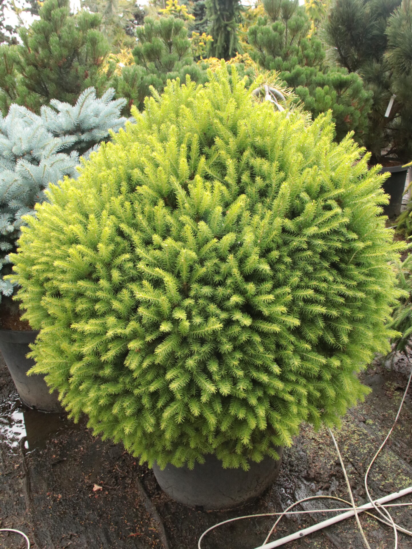 Picea abies 'Goblin' Specimen 2265 | Conifer Kingdom