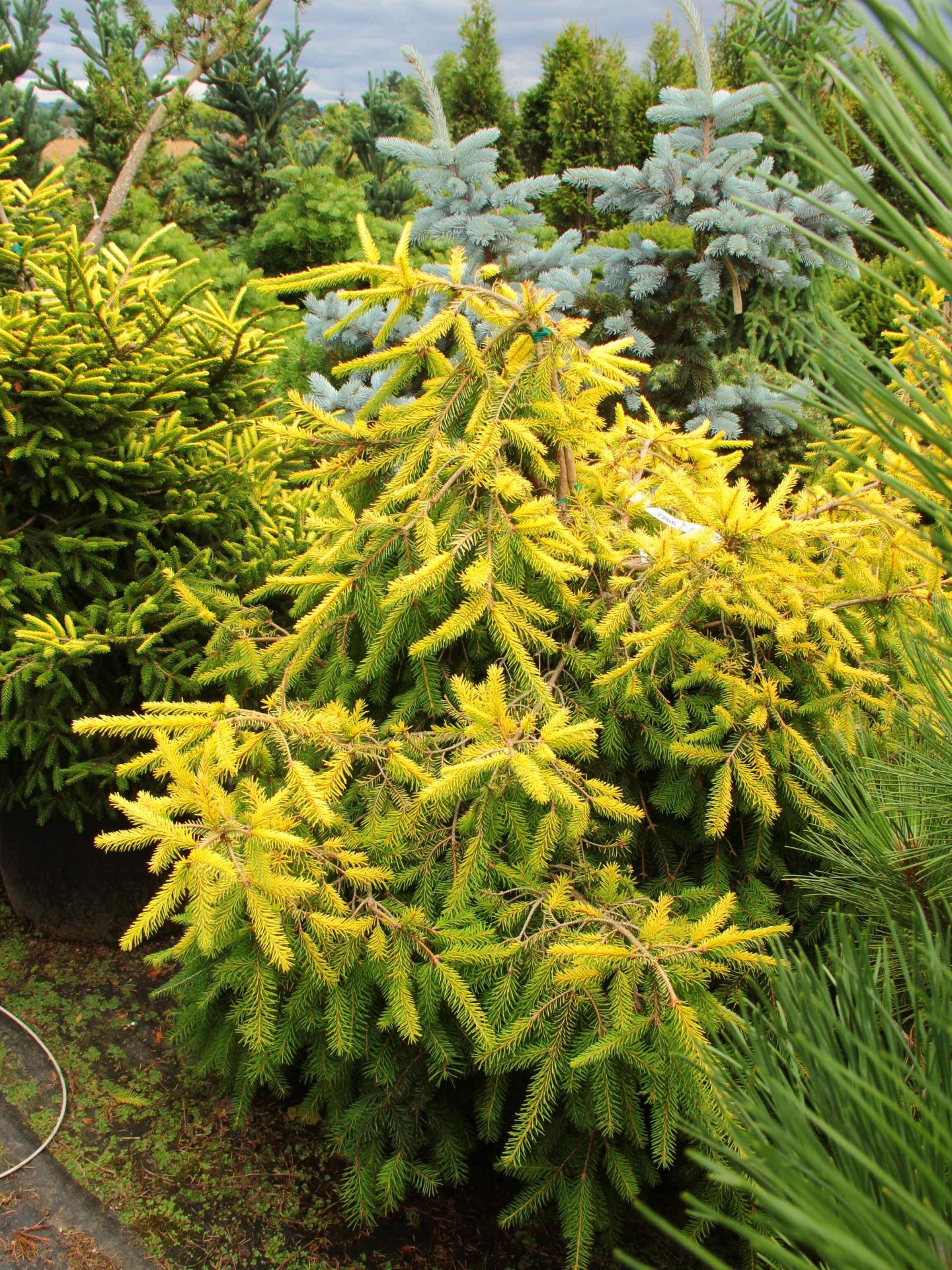'Lemon Flare' Specimen 2266 Conifer Kingdom