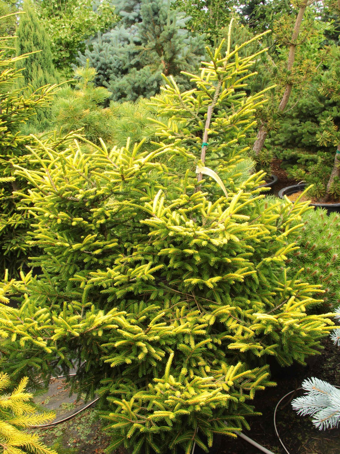 Buy Picea orientalis 'Sunny Gnome' Specimen 2268 Conifer Kingdom