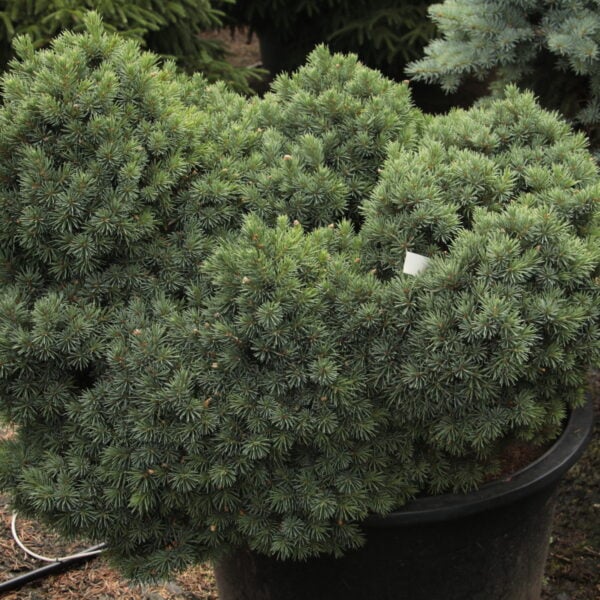 Picea pungens 'Green Mound' Specimen 2003
