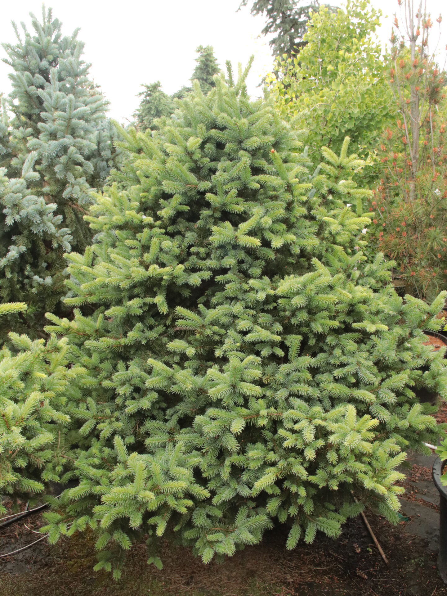 'Kasek' Specimen 2298 Conifer Kingdom