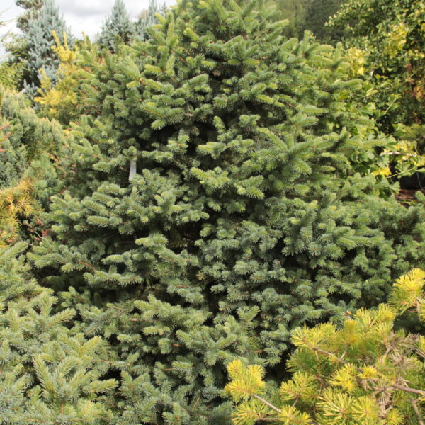 Picea pungens 'Kasek' Specimen 2298