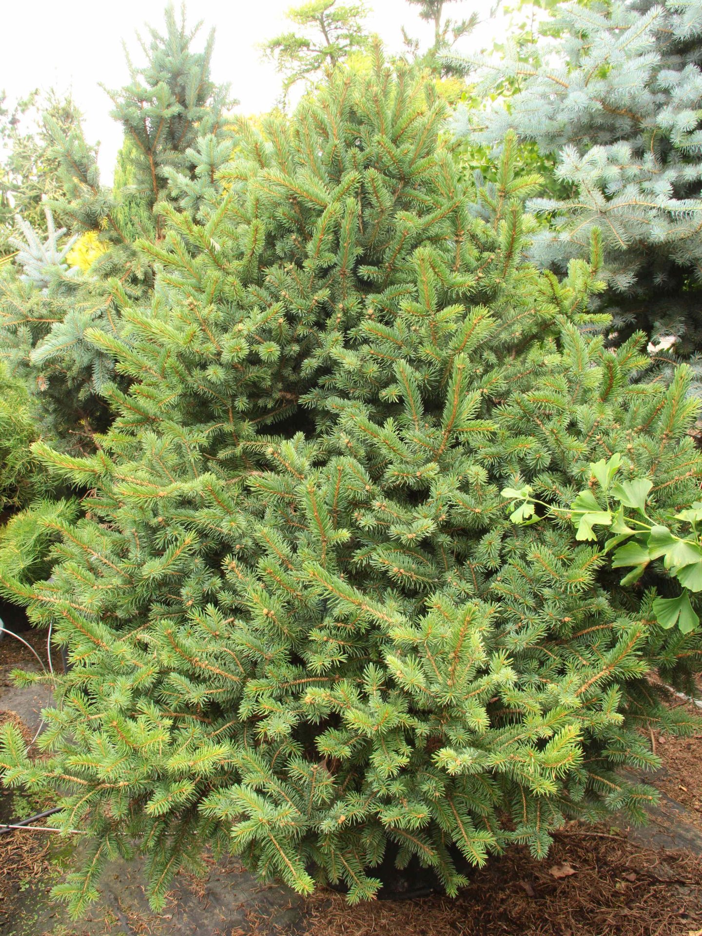 'Kasek' Specimen 2298 Conifer Kingdom