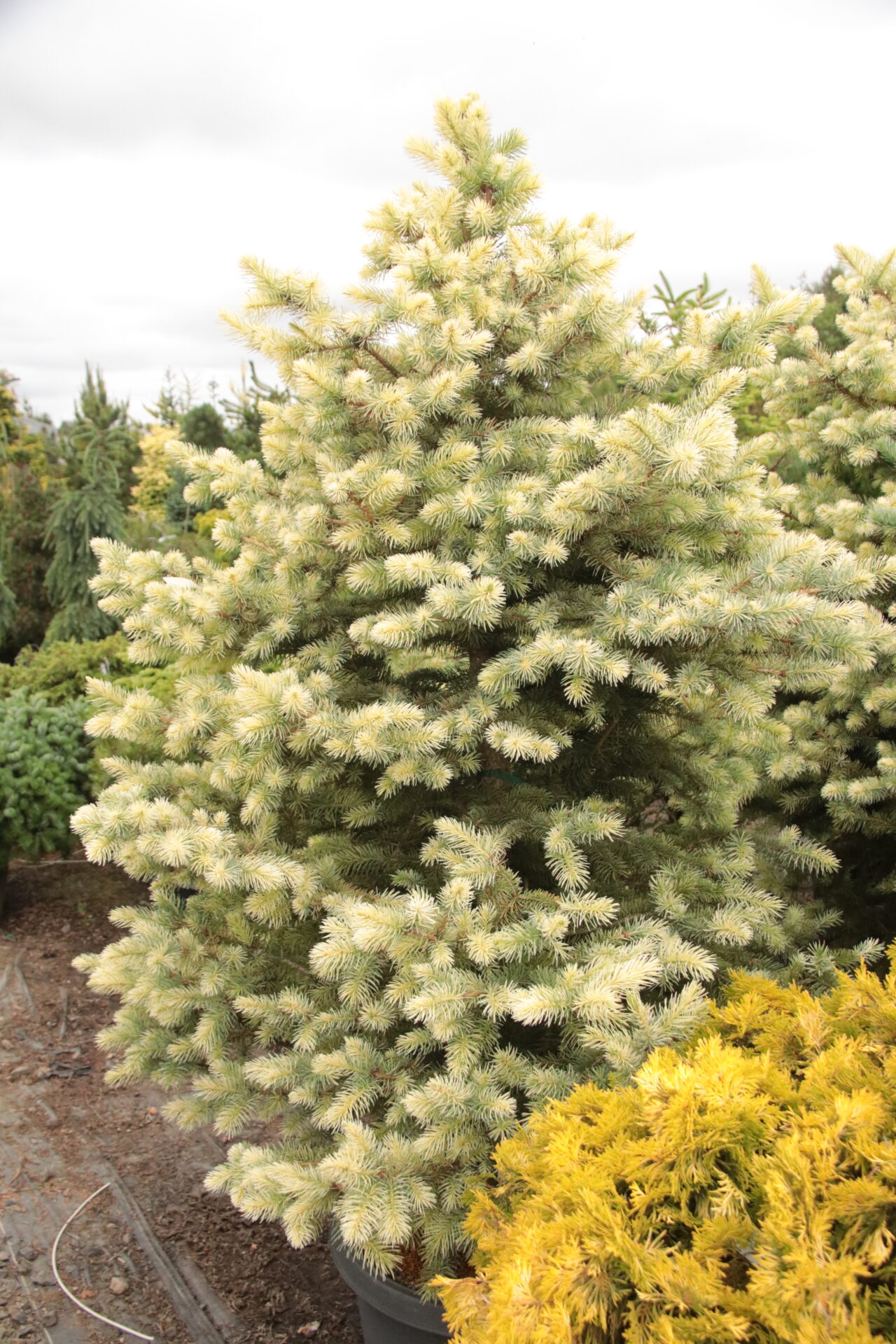 Picea pungens 'Kubiczek' Colorado Spruce | Conifer Kingdom