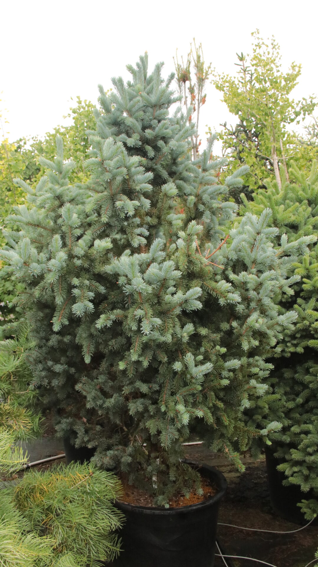 'Wieslaw' Specimen 2270 Conifer Kingdom